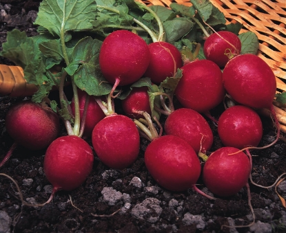 Picture of Organic Radish Saxa